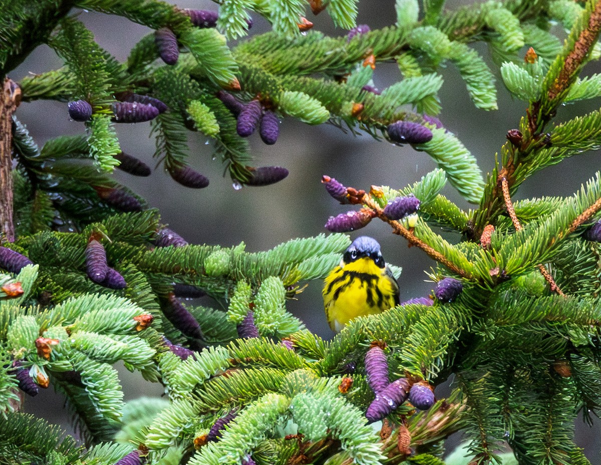 Magnolia Warbler - ML583734311