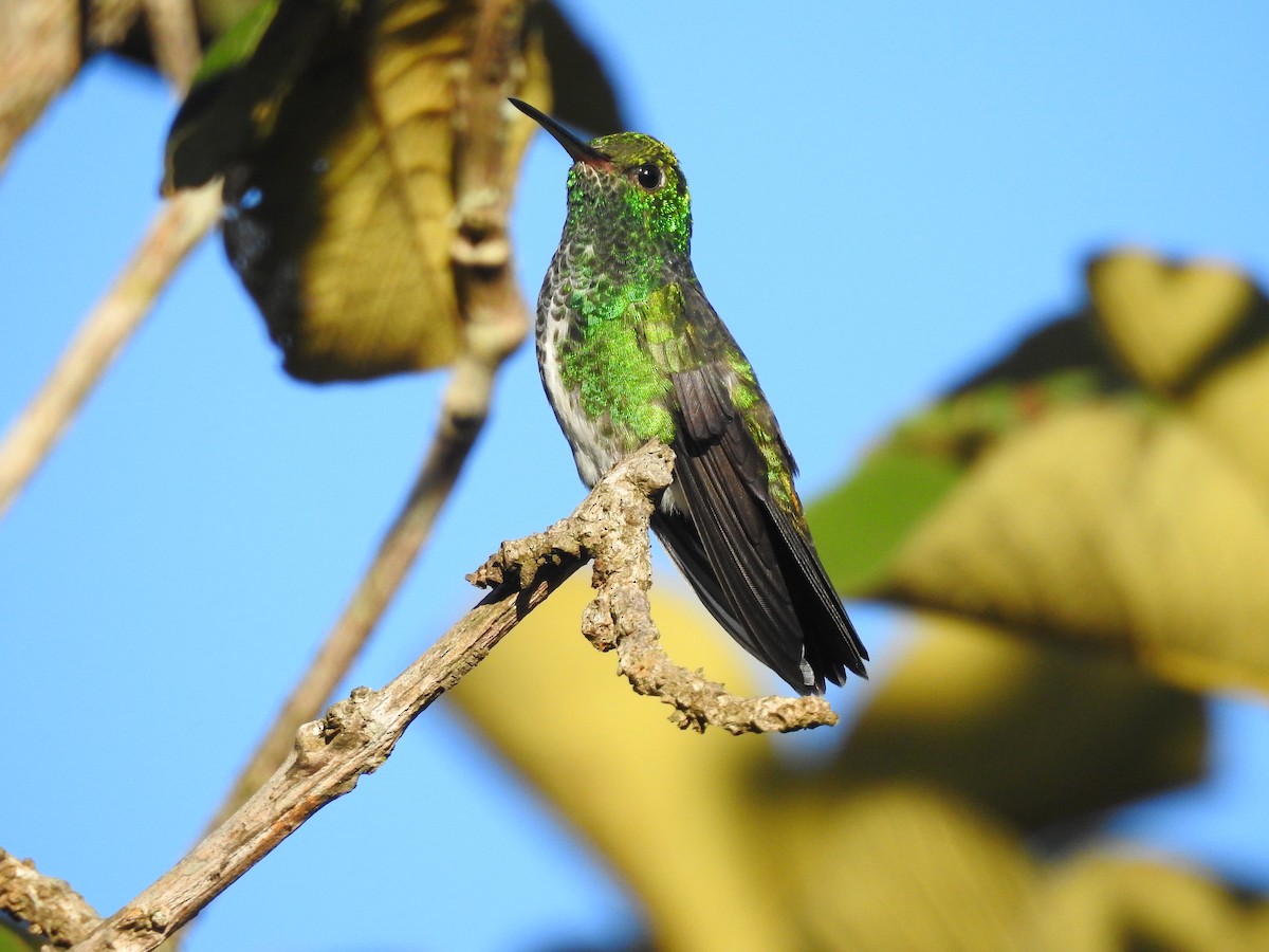 Glittering-throated Emerald - ML583734851