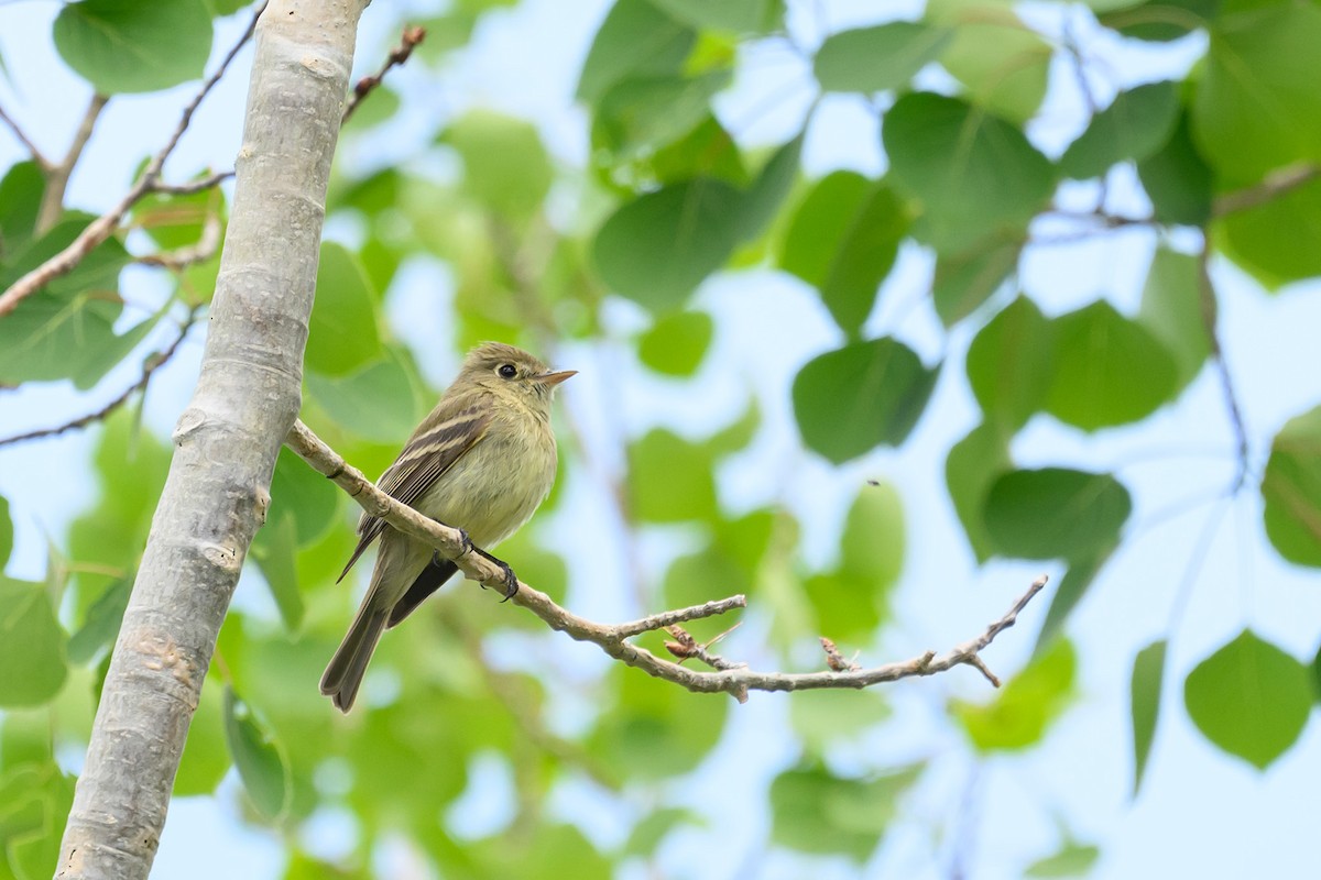 Western Flycatcher (Cordilleran) - ML583735841