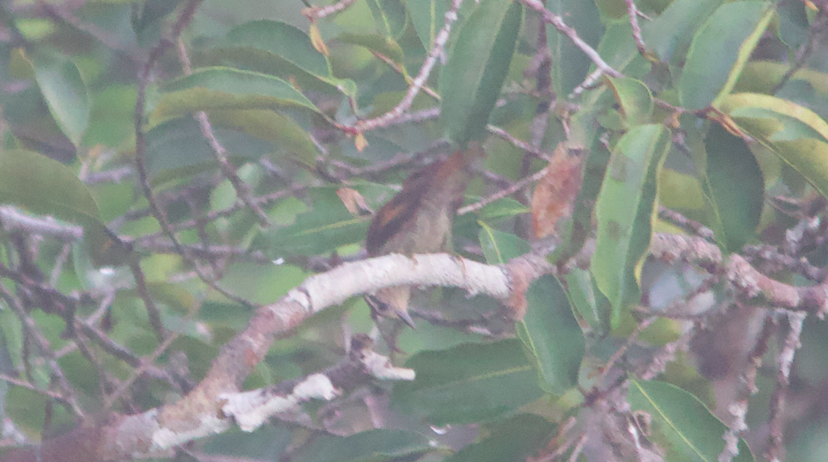 Rufous-tailed Xenops - María Dabrowski