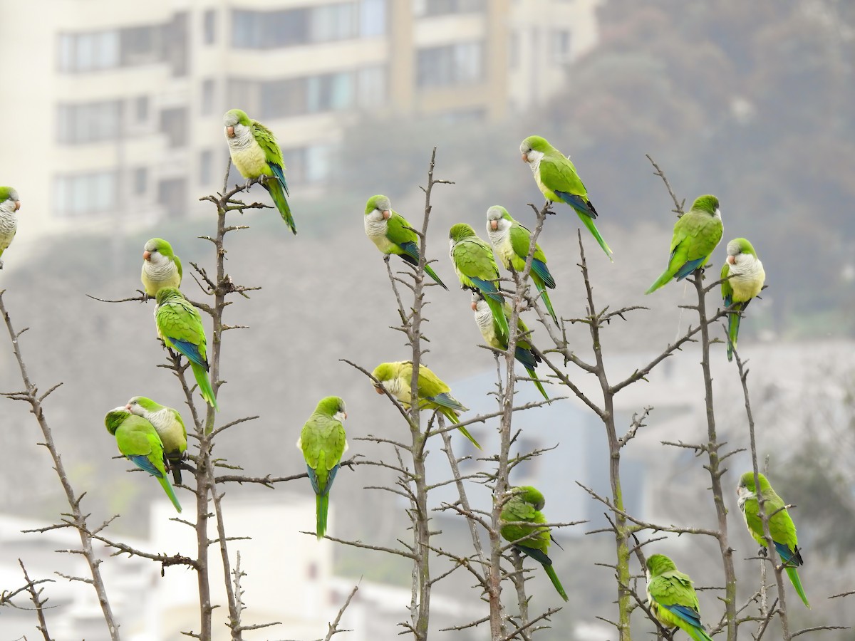 Monk Parakeet - Valeria  Martins