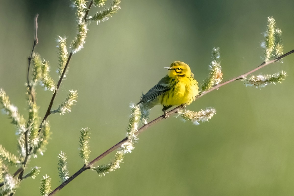 Prairie Warbler - Sue Barth