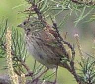 Lincoln's Sparrow - ML583736911