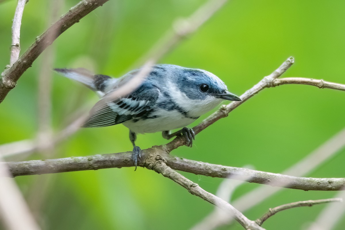 Cerulean Warbler - Sue Barth