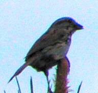 Vesper Sparrow - kenneth lipshy