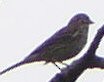 Vesper Sparrow - ML583737171