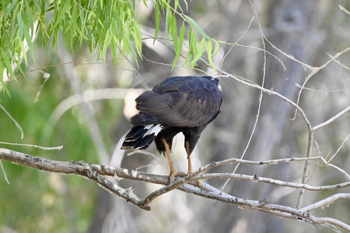 Common Black Hawk - ML583737651