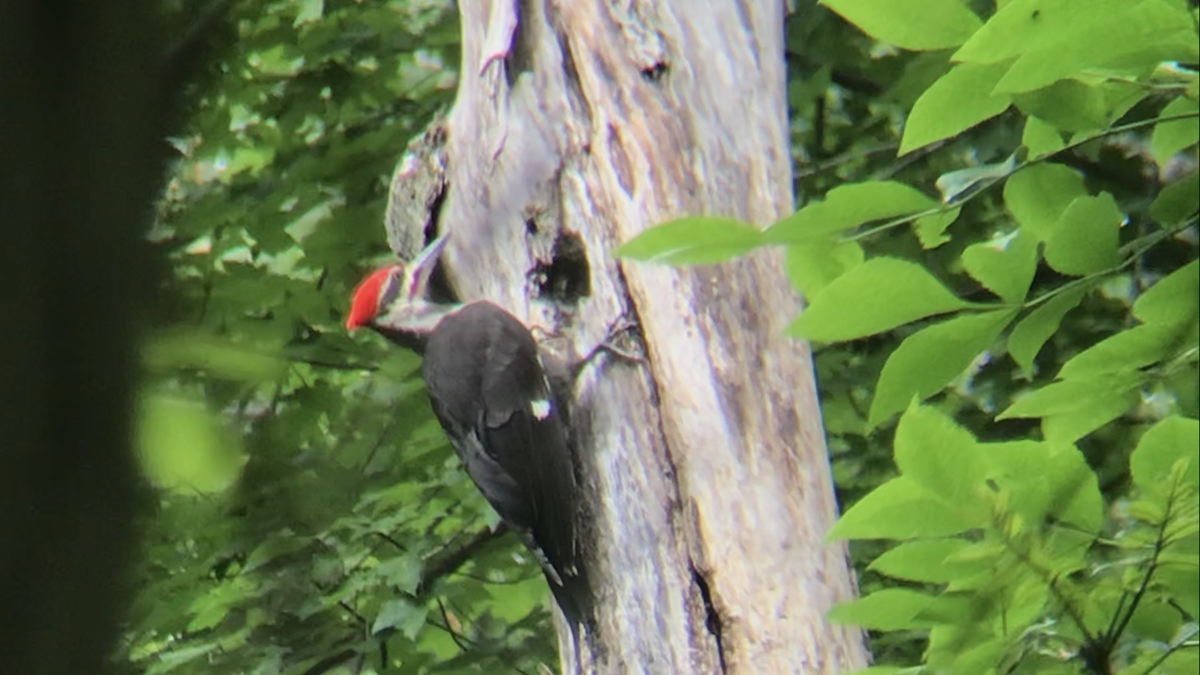 Pileated Woodpecker - ML583738121