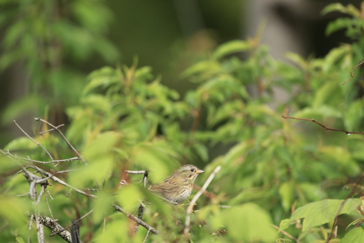 Lincoln's Sparrow - Logan Anderson