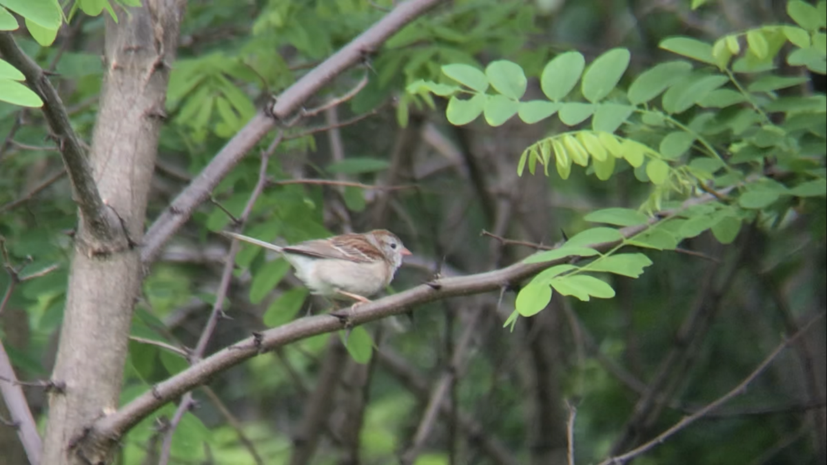 Field Sparrow - ML583738931