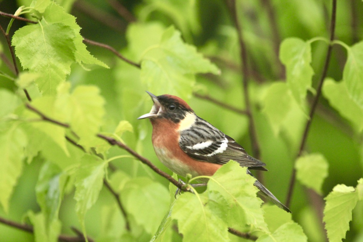 Bay-breasted Warbler - Logan Anderson