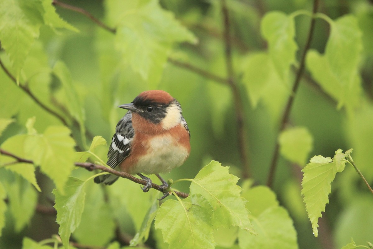 Bay-breasted Warbler - Logan Anderson