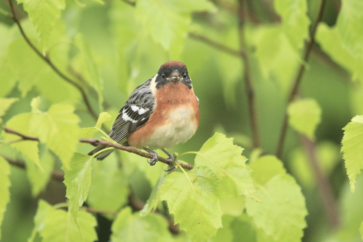 Bay-breasted Warbler - Logan Anderson