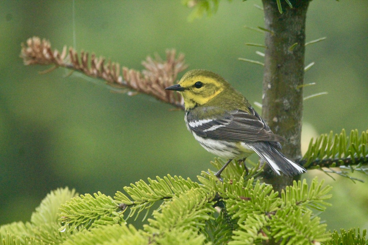 Black-throated Green Warbler - Logan Anderson