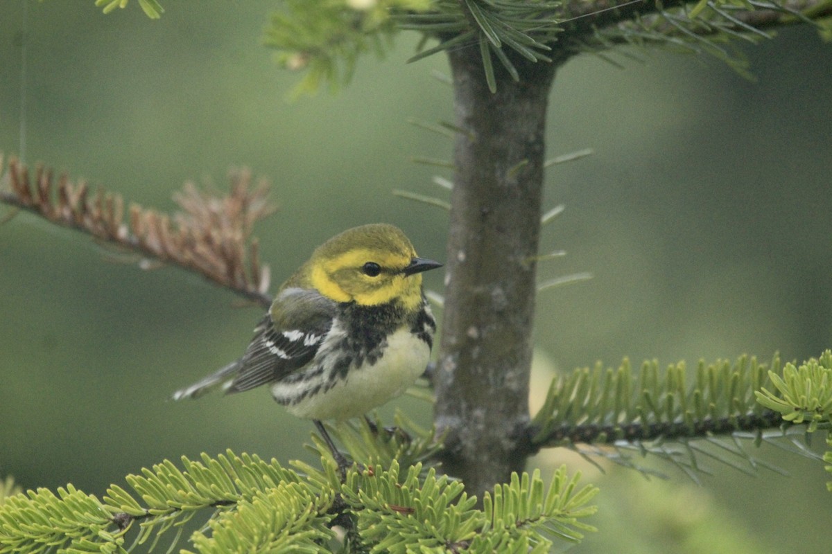 Black-throated Green Warbler - Logan Anderson