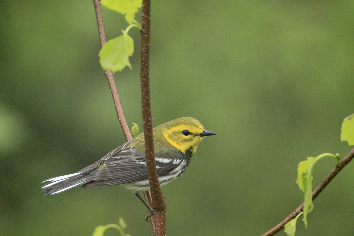 Black-throated Green Warbler - Logan Anderson