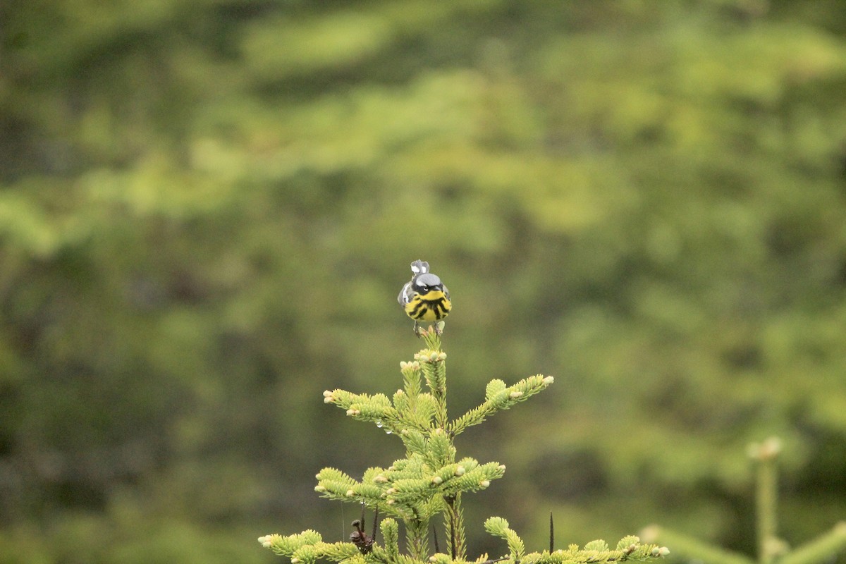 Magnolia Warbler - ML583739901