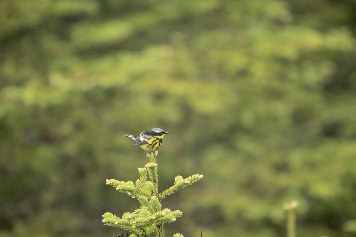 Magnolia Warbler - Logan Anderson