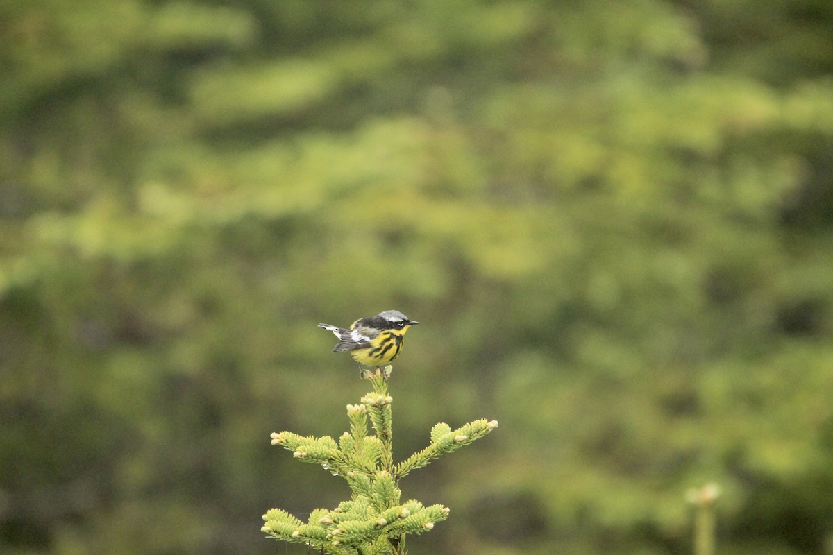 Magnolia Warbler - Logan Anderson