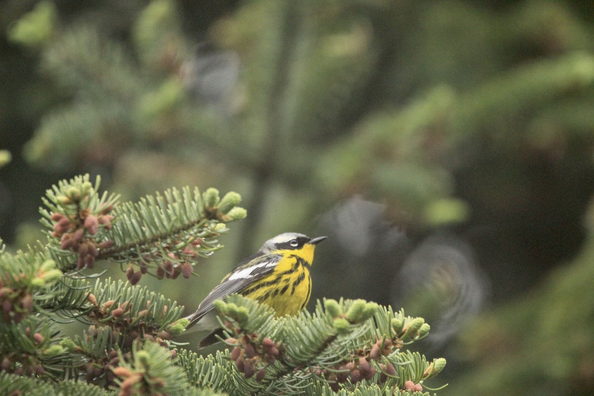 Magnolia Warbler - Logan Anderson