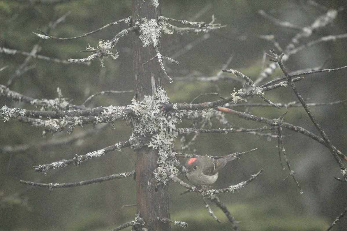 Roitelet à couronne rubis - ML583740221