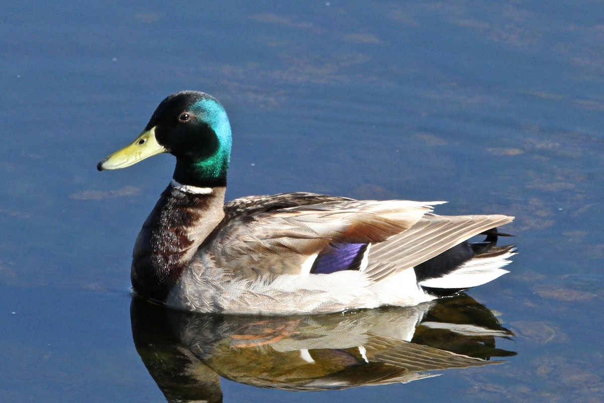 Mallard - William Zwartjes cc