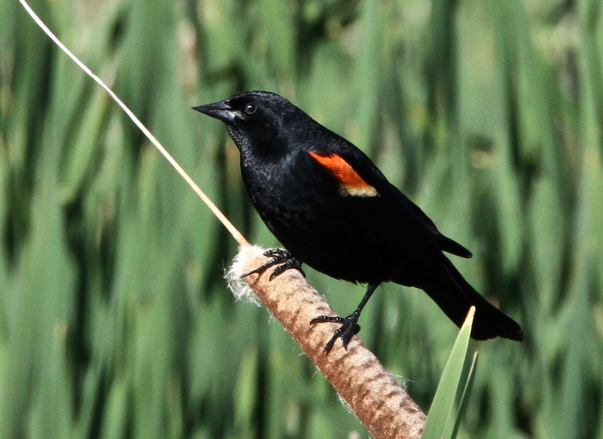 Red-winged Blackbird - ML583740561