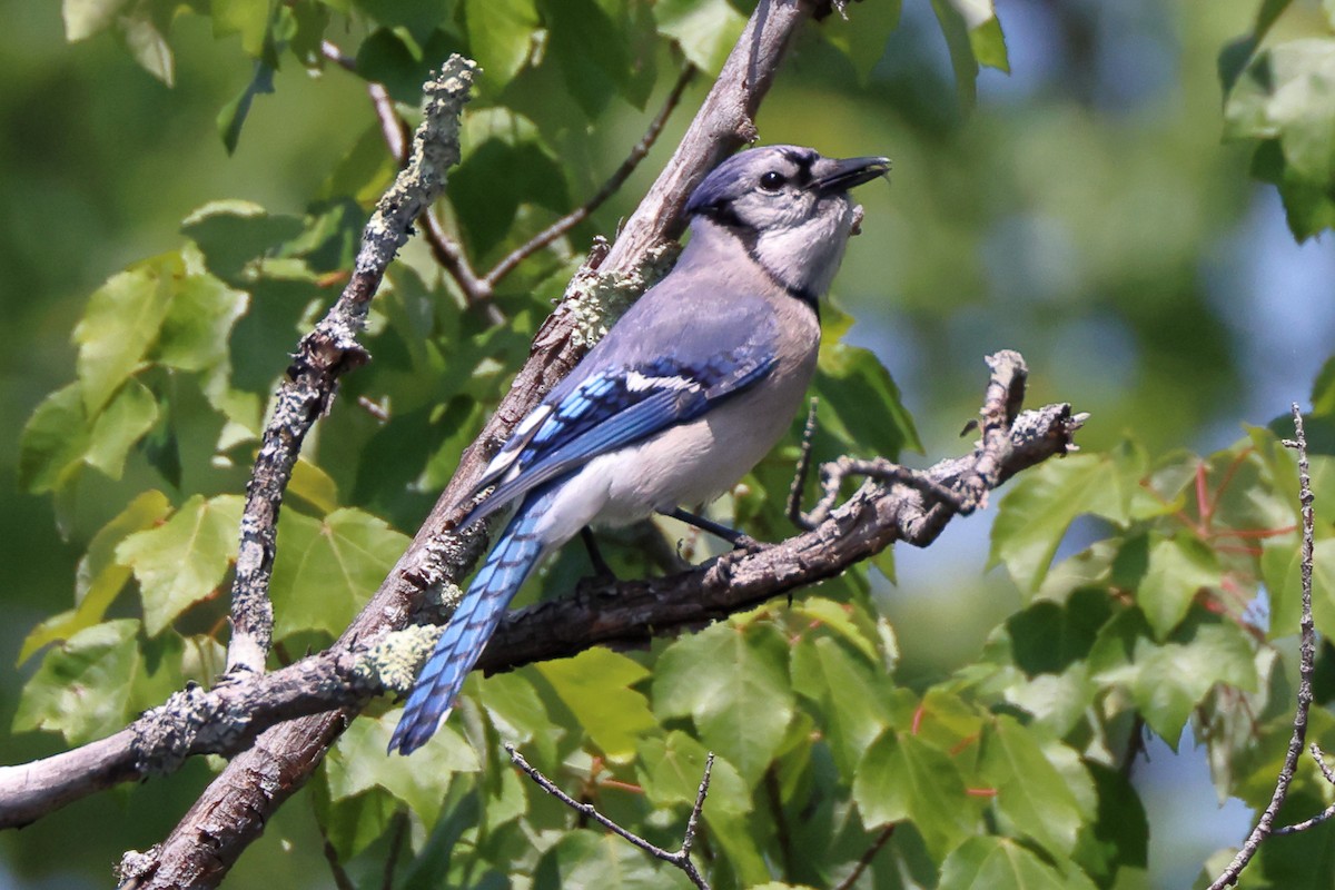 Blue Jay - Mark Miller