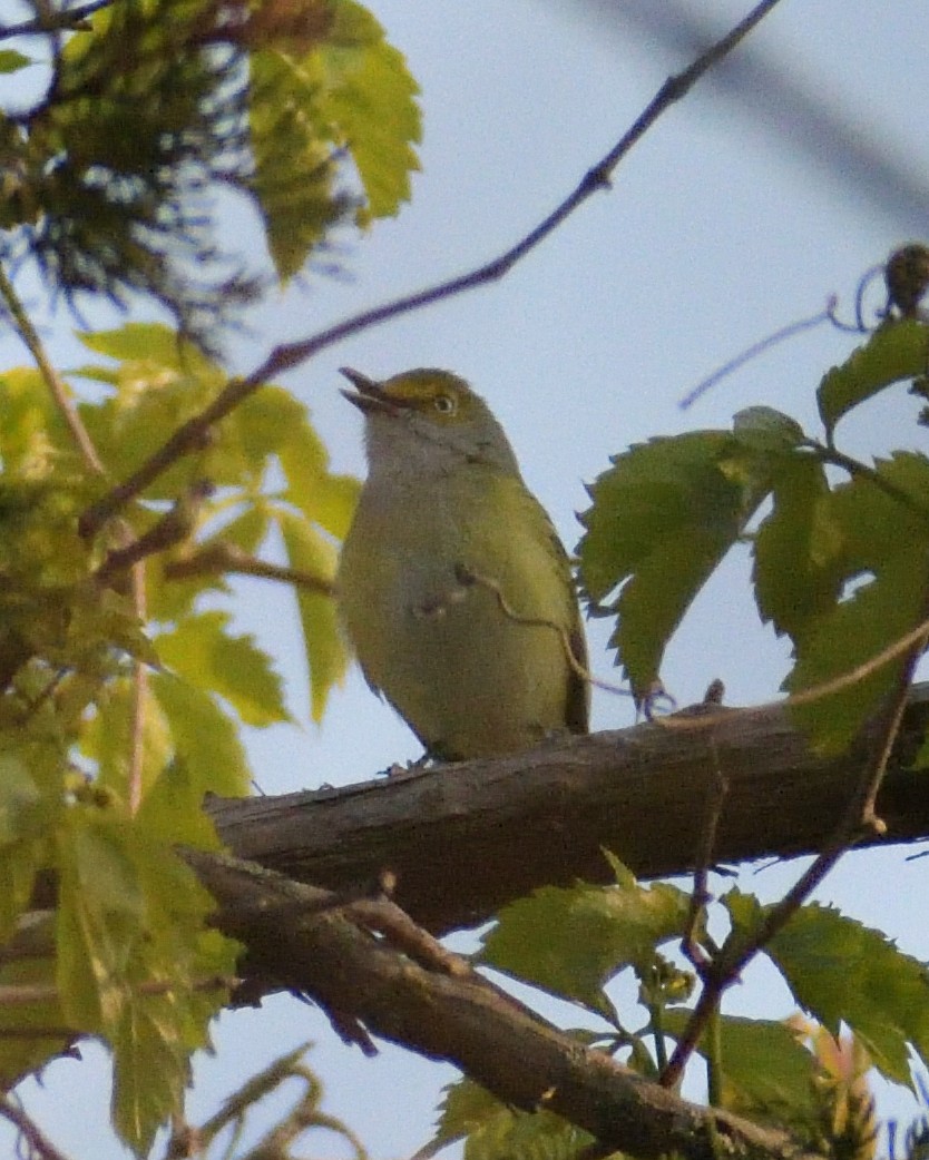 Ak Gözlü Vireo - ML583742961