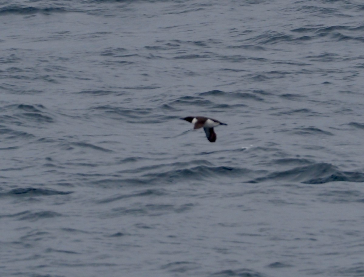 Common Murre - ML583743231