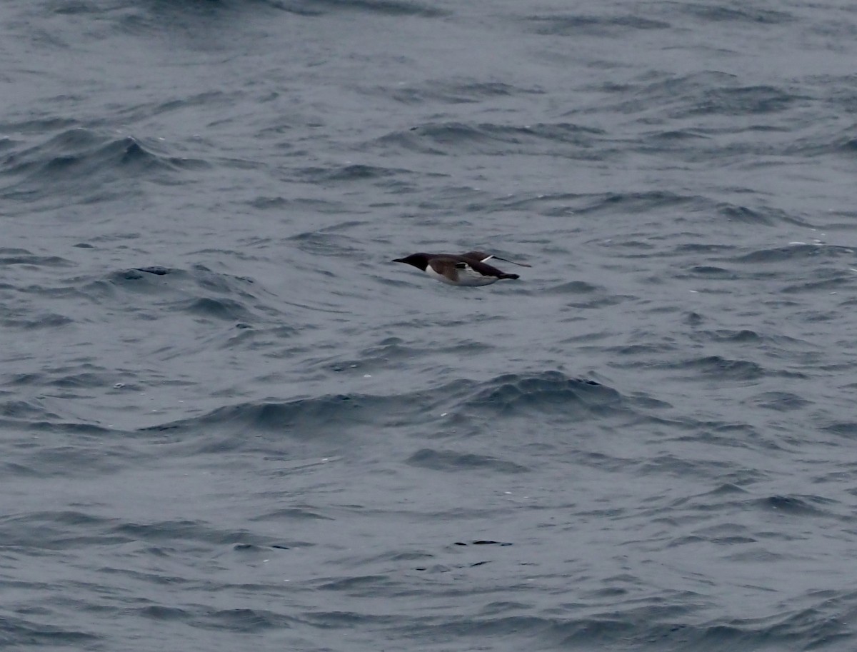 Common Murre - ML583743351