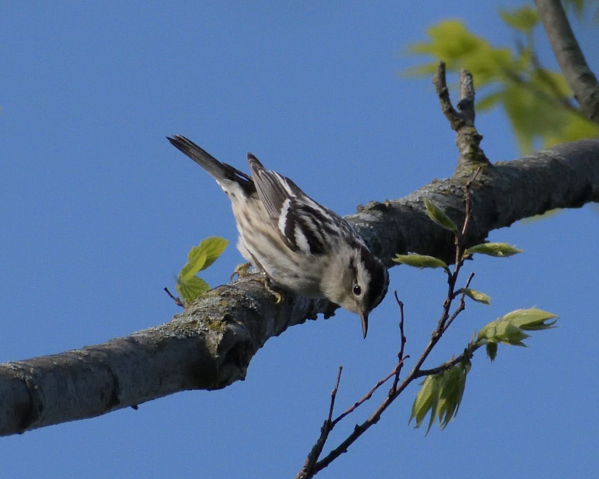 Black-and-white Warbler - ML583743411