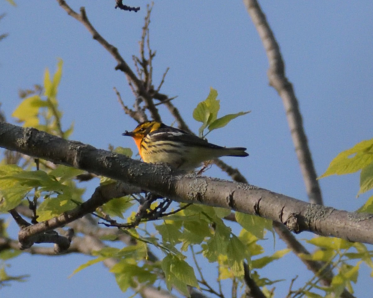 Blackburnian Warbler - ML583743761