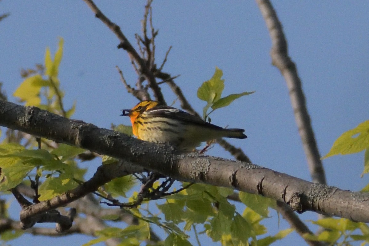 Blackburnian Warbler - ML583743771