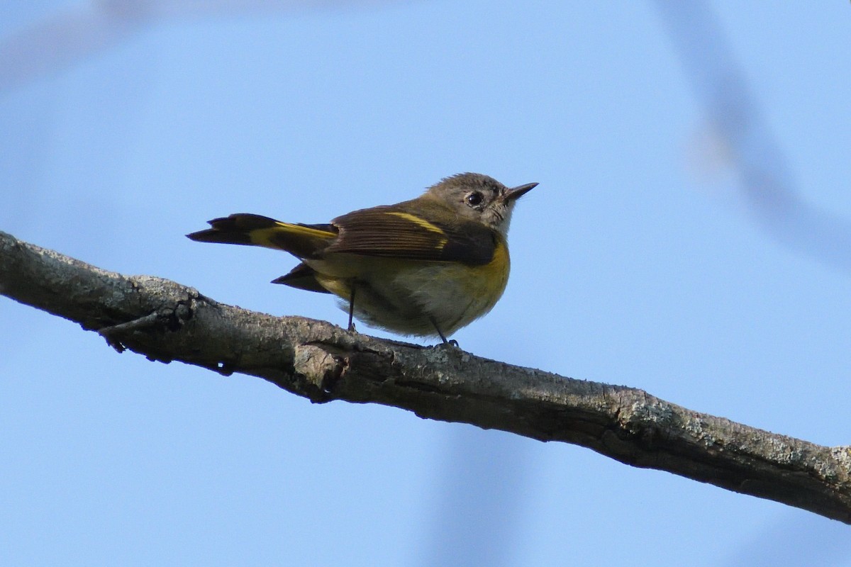 American Redstart - ML583743891