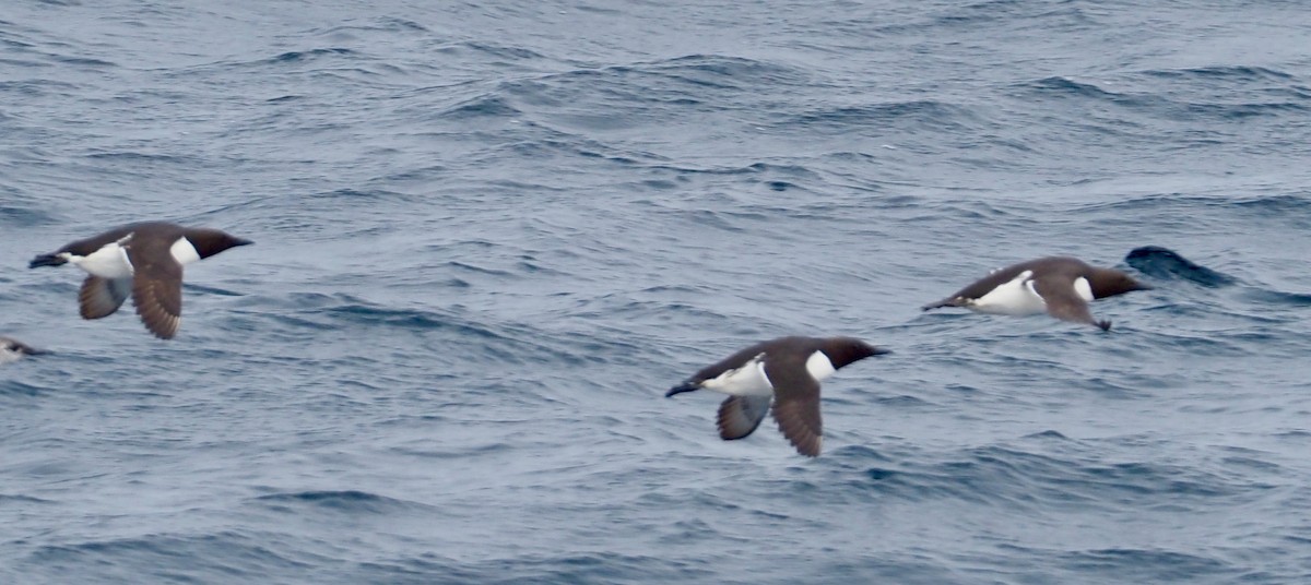 Common Murre - ML583744591