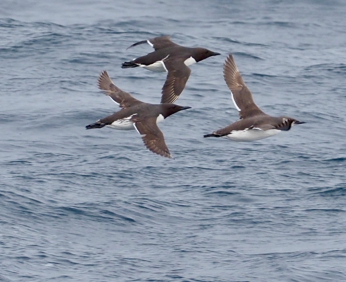 Common Murre - ML583744891