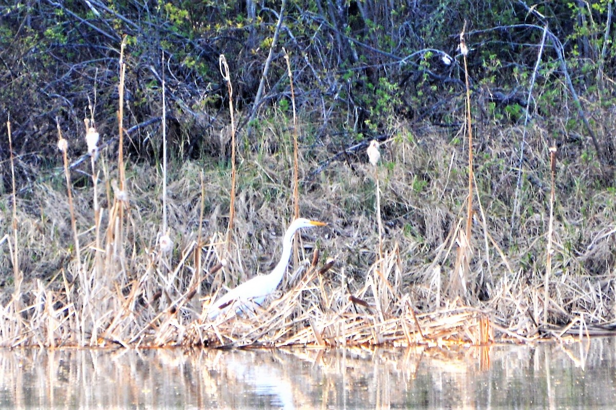 Silberreiher (egretta) - ML58374511