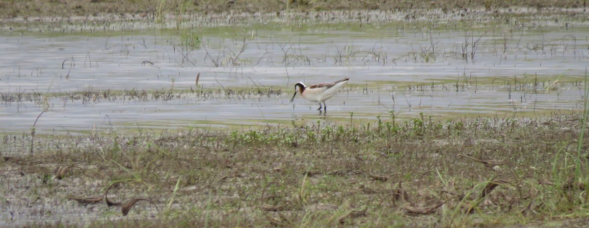 Falaropo Tricolor - ML58374531