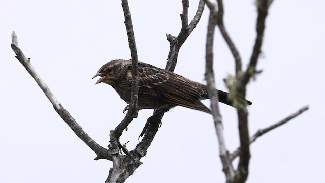 Rotflügelstärling (californicus/mailliardorum) - ML583745331