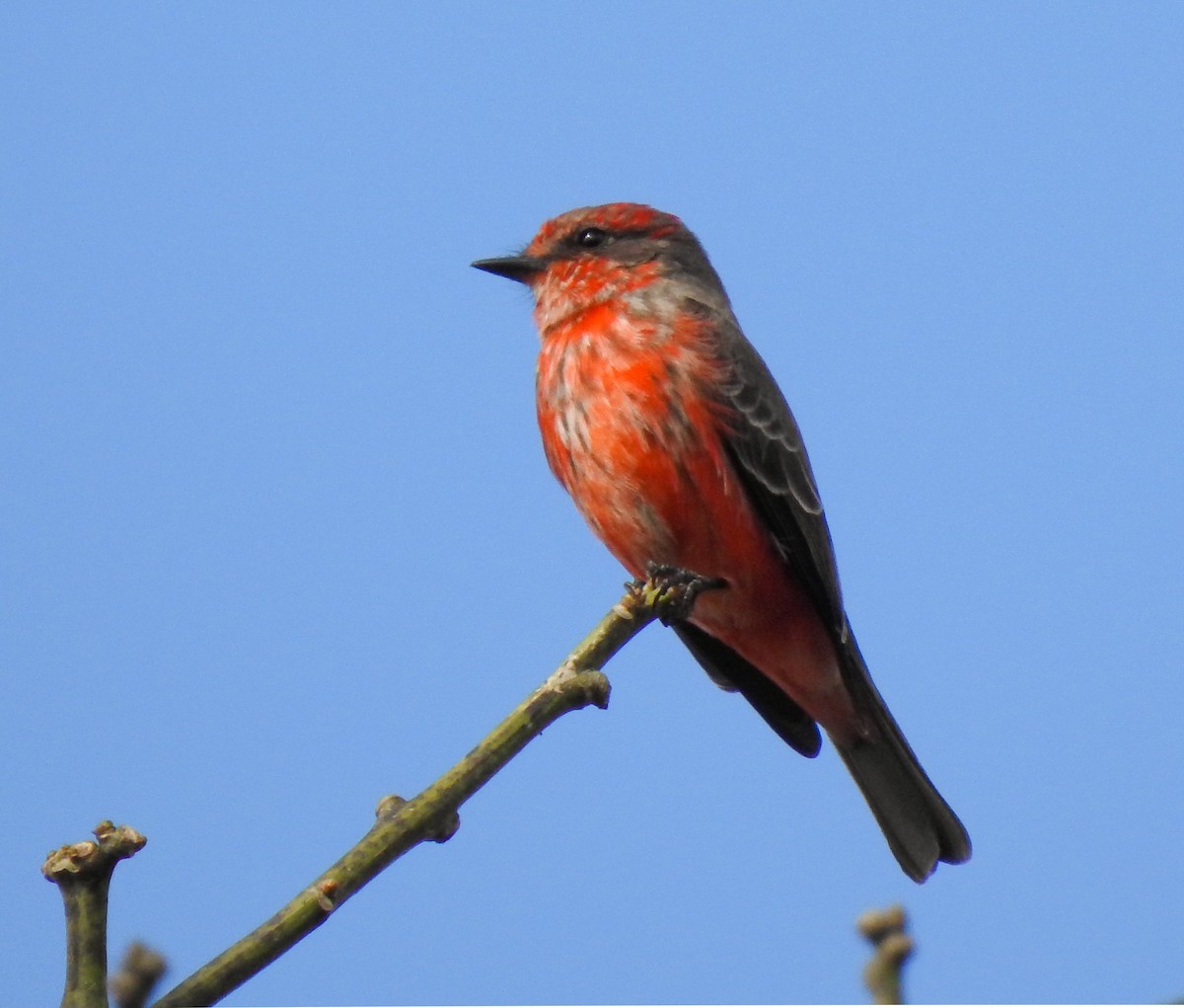 Mosquero Cardenal - ML583745401