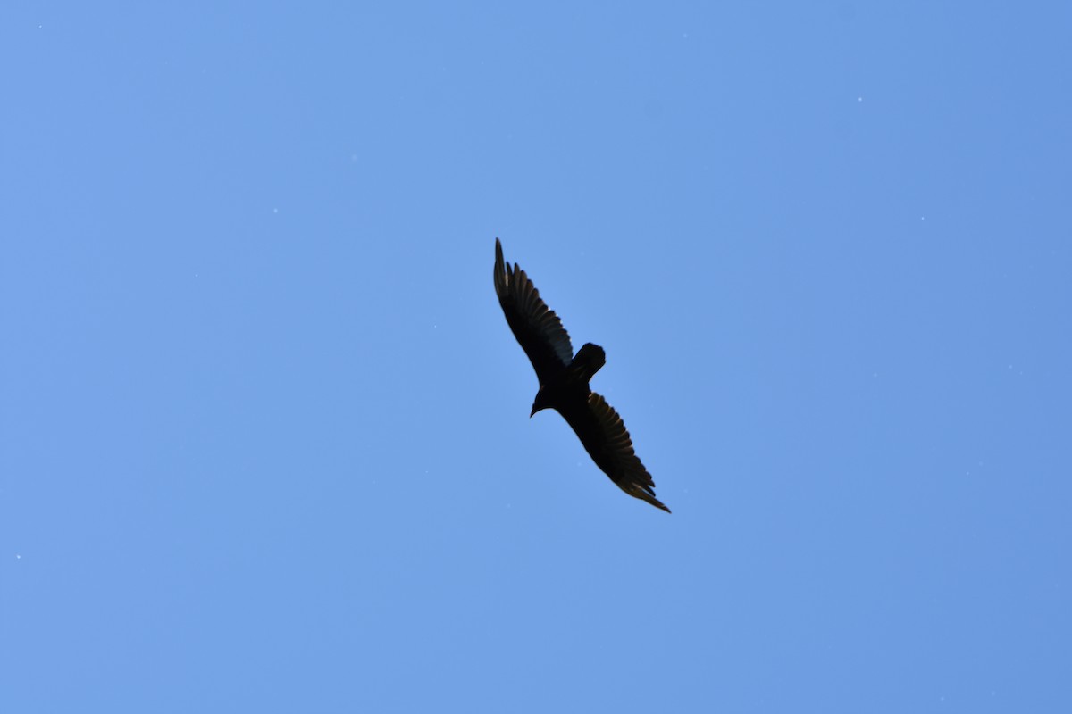 Turkey Vulture - ML583745411