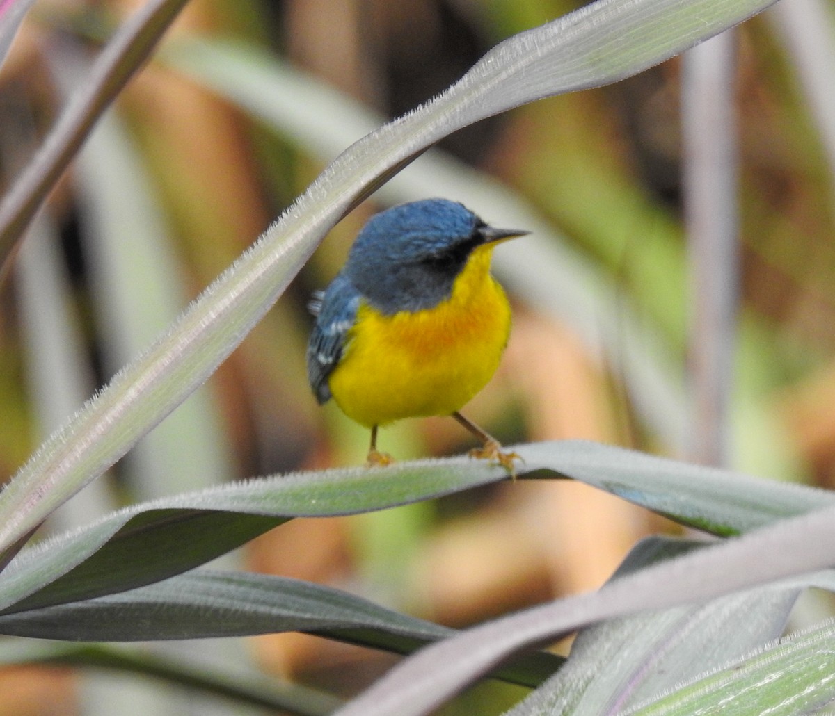 Parula Pitiayumí - ML583745481