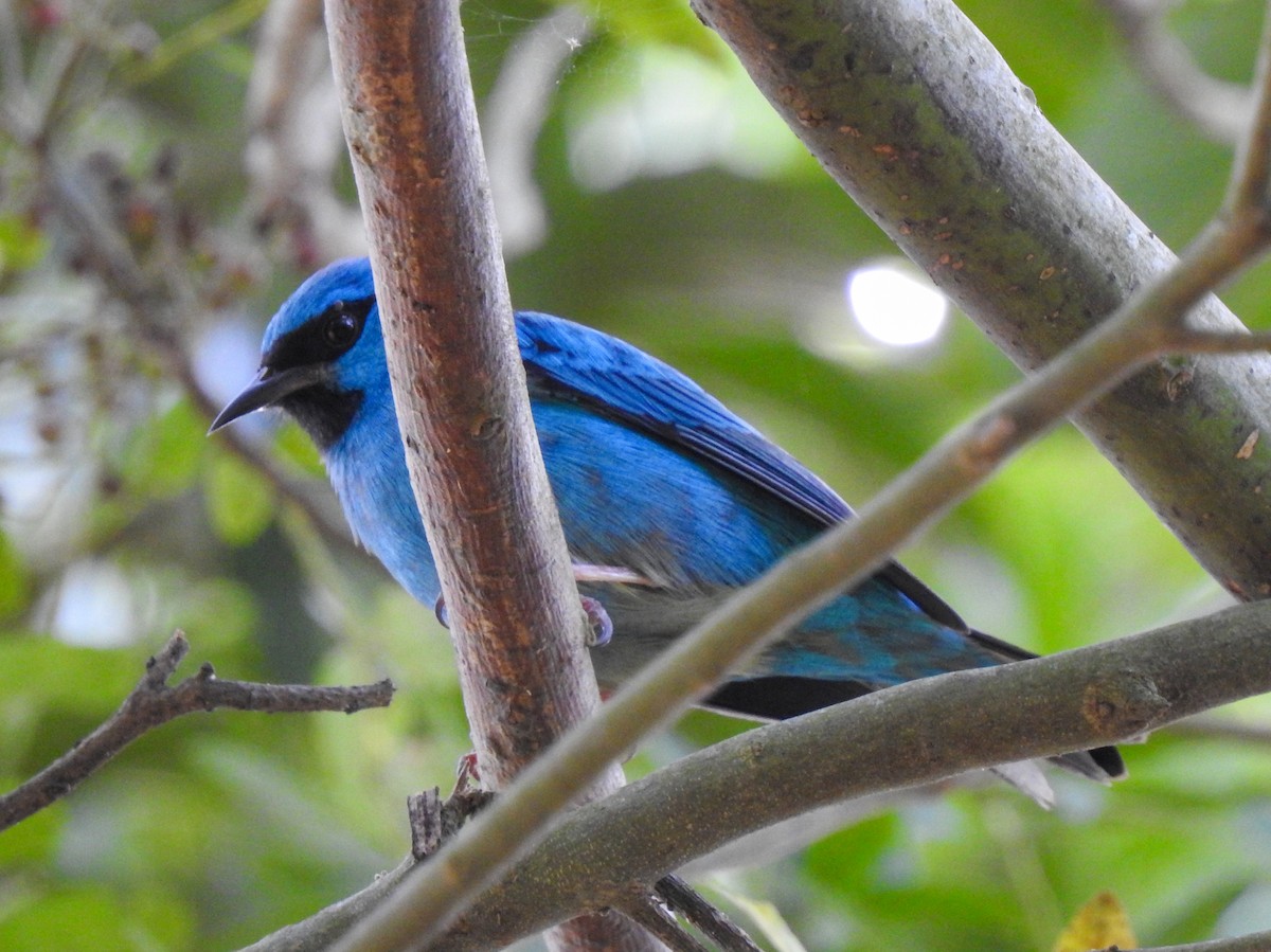 Dacnis Azul - ML583745591