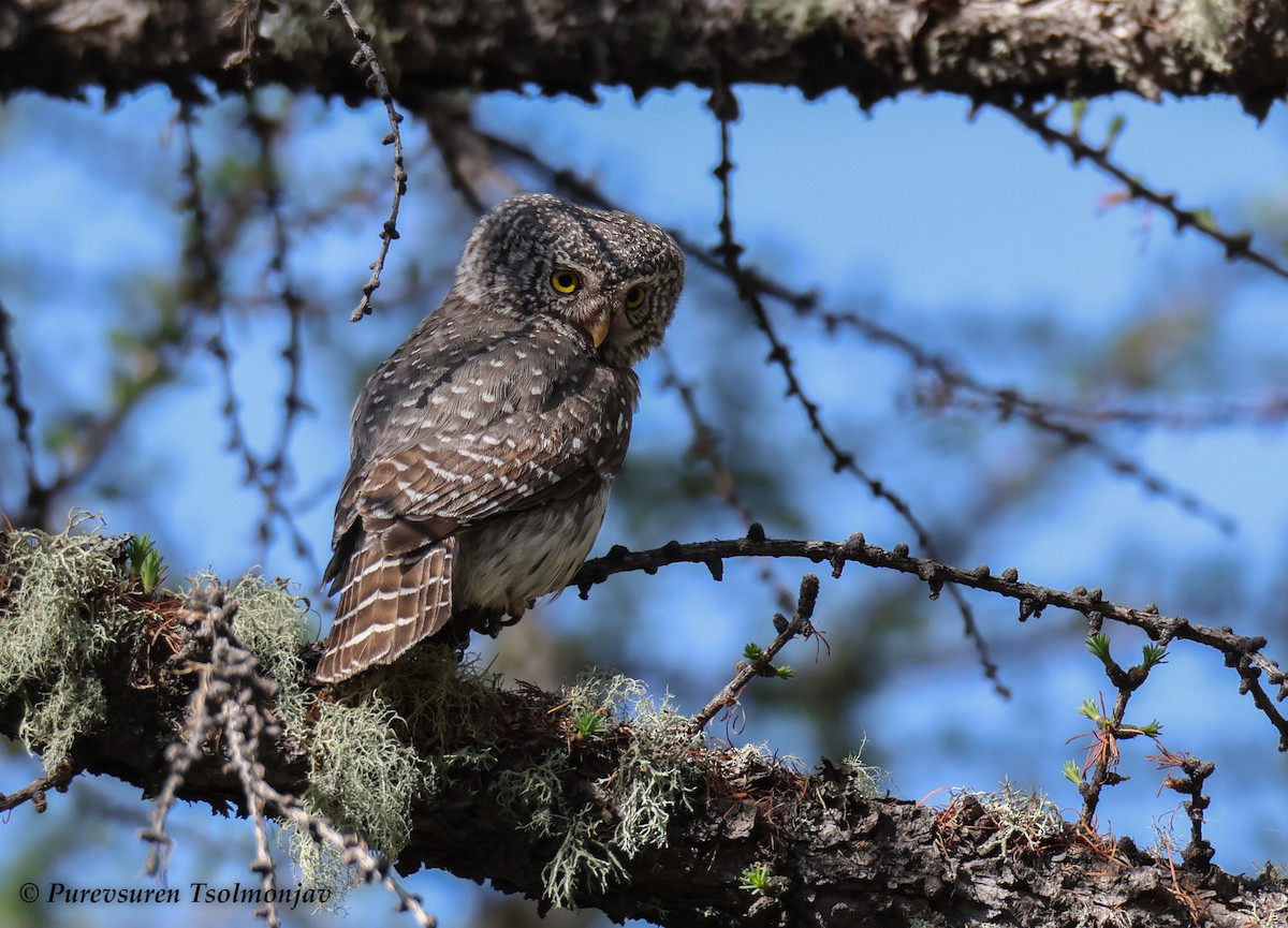 Eurasian Pygmy-Owl - ML583745781