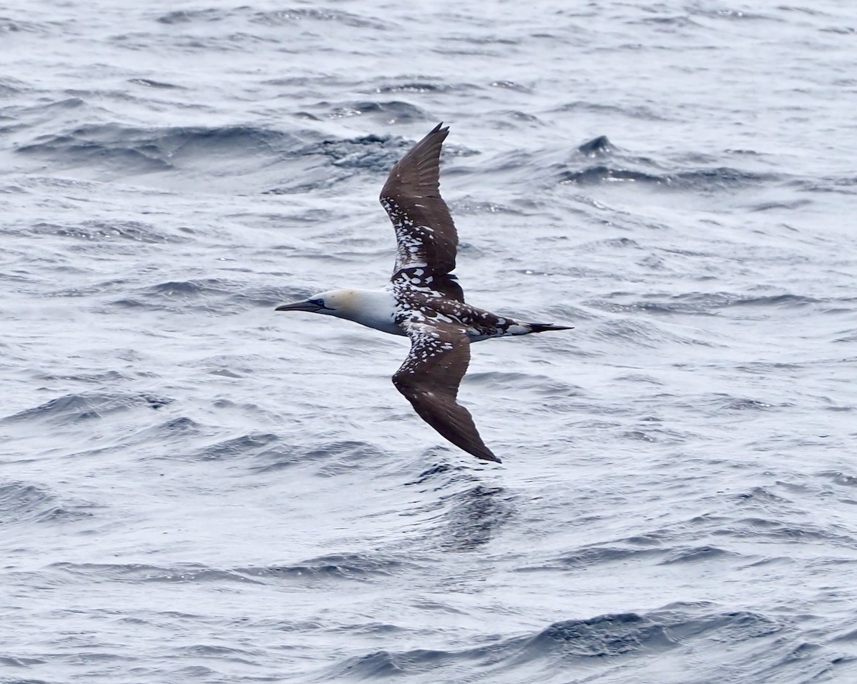 Northern Gannet - ML583746341