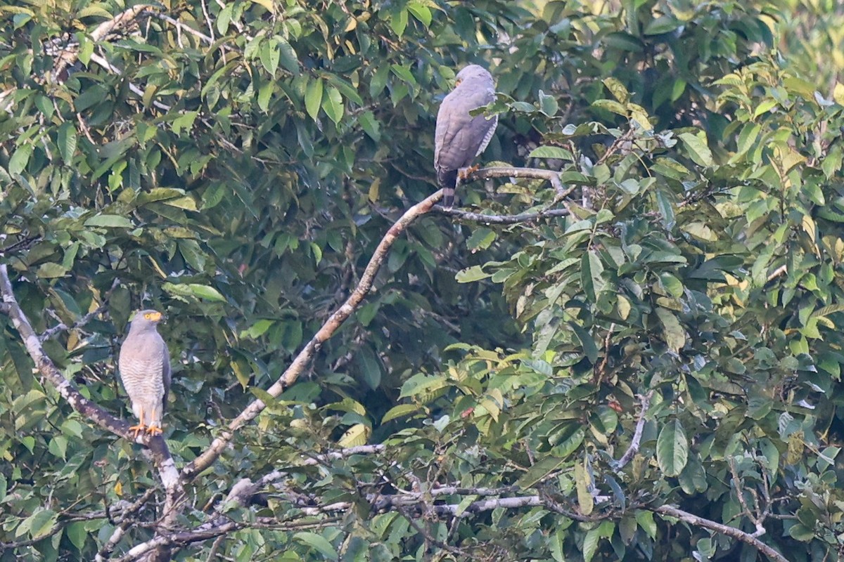 Roadside Hawk - ML583747081