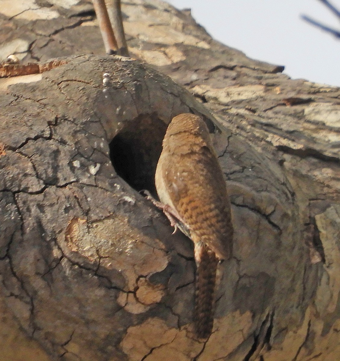 House Wren - ML58374711