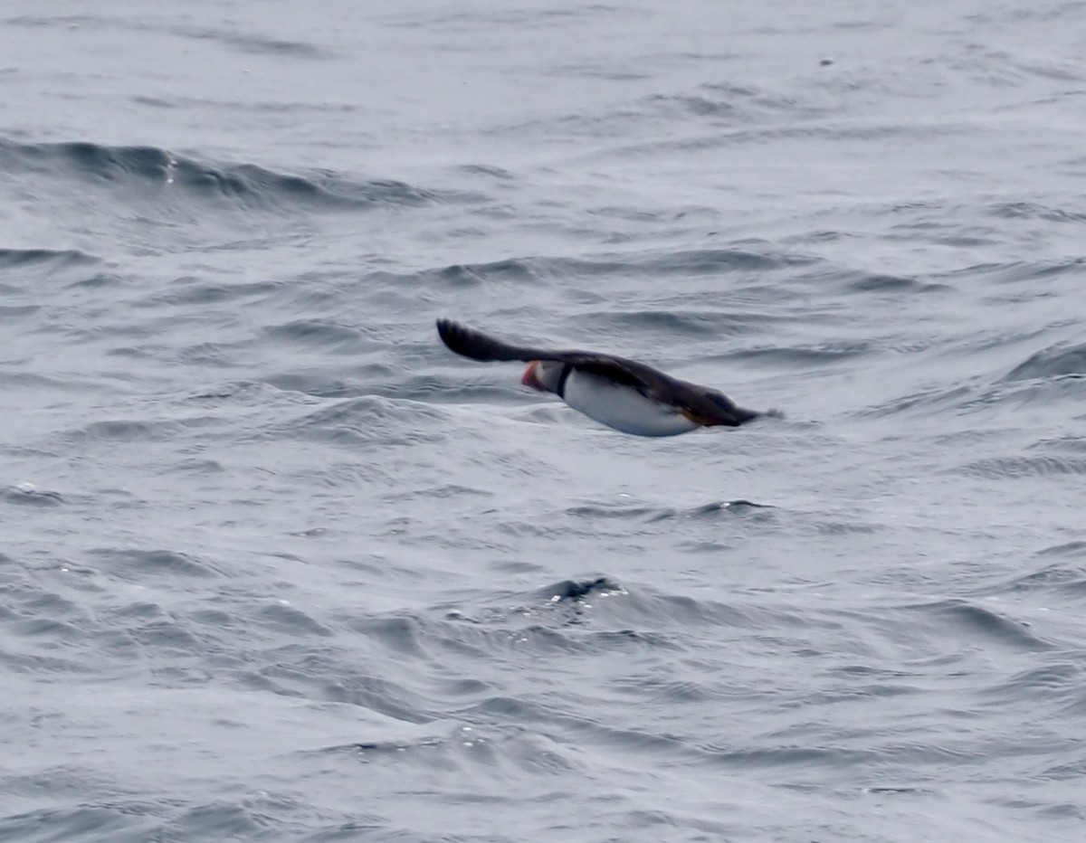 Atlantic Puffin - ML583747171