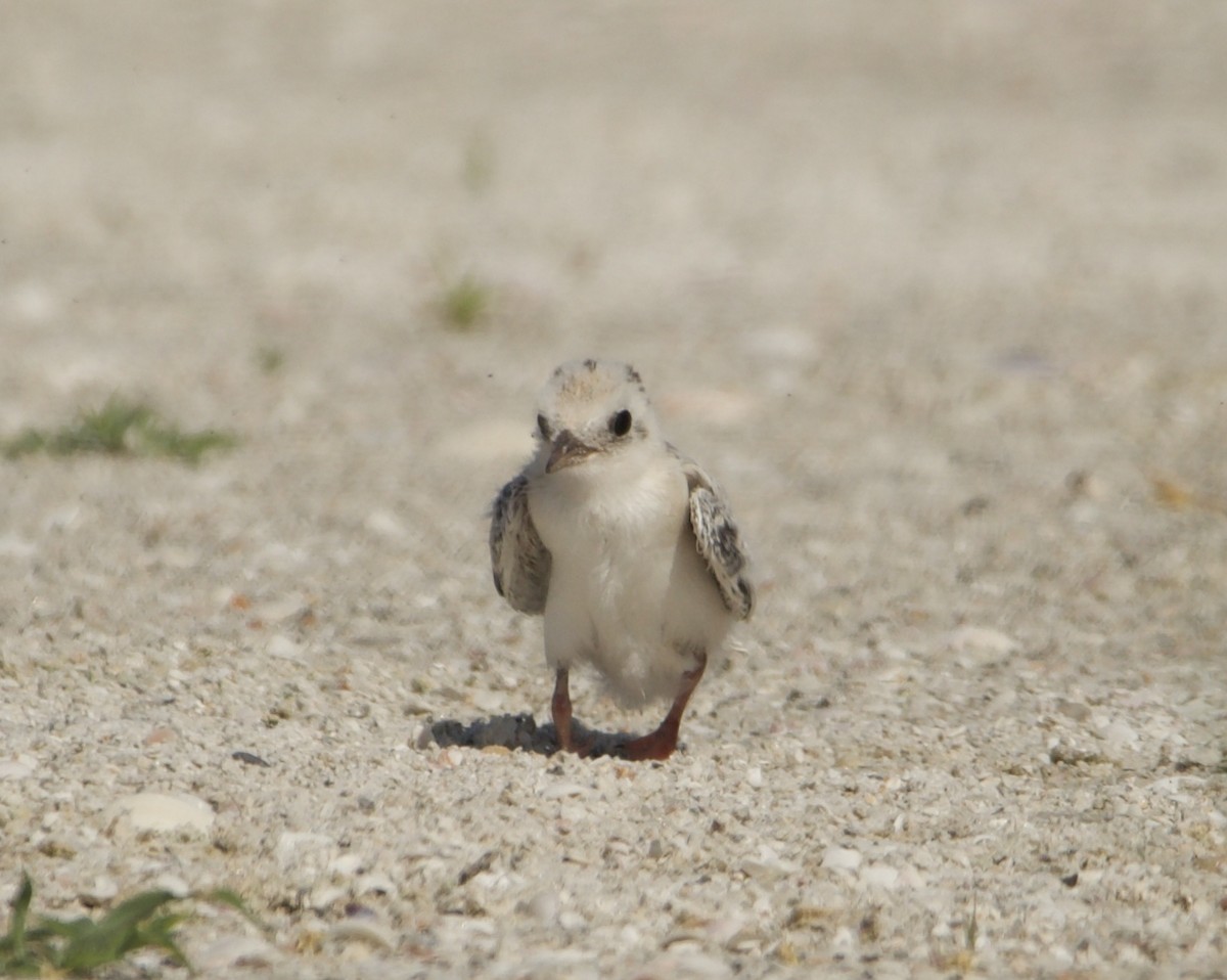 Least Tern - ML583747271